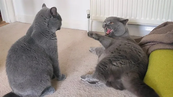 Video 5377281: british shorthair cat fight, fight catfight