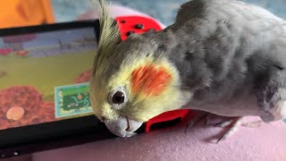 Nintenbirb Scritch