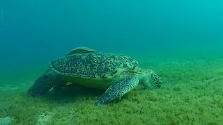 Экшн камера AEE S70 , море, черепахи Экшн камера AEE S70 , море, черепахи