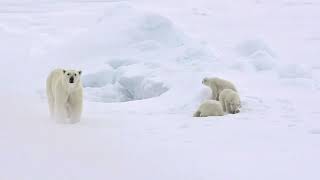 Polar Bear Moms \& Cubs: Growing Up On the Ice