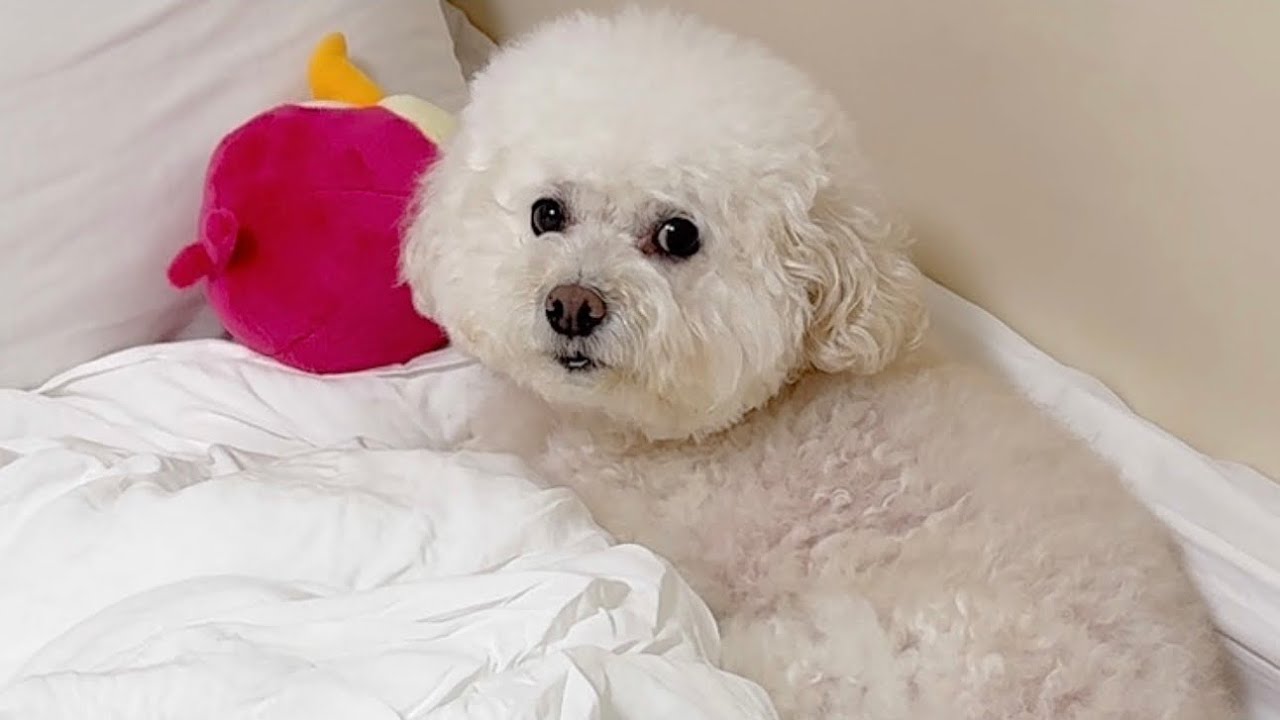 8살이지만 아직도 자기집 놔두고 자꾸 사람 침대에서만 잘려는 강아지