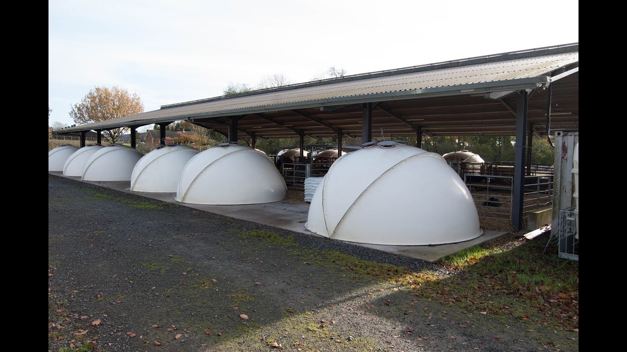 Calf Igloos Housing YouTube