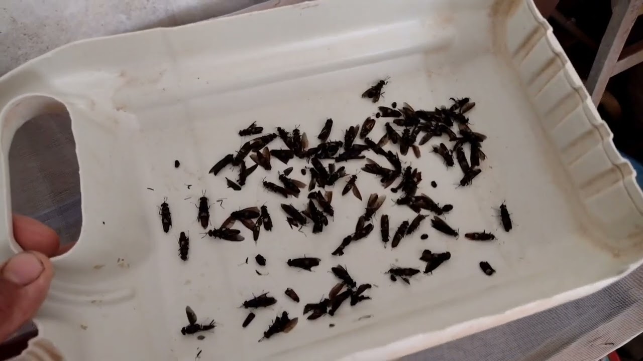 como criar e ter mosca soldado negro bichinho da laranja ano todo (@sitionalaje )