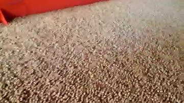 Mesa densimetrica ou de gravidade Zampronio, separando feijão ardido se sementes de soja