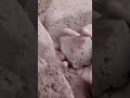 ASMR Lover #mudcrumbling #oddlysatisfying #asmrmud #brownmud #satisfying #brown #viralmud #ytshorts