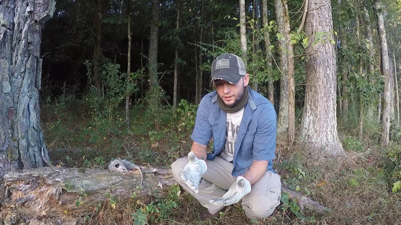 survival mouse bushcraft PLAYING OPOSSUM