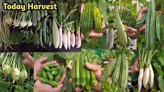 Lots Of Vegetables Harvest In My Terrace Garden || Today Harvest