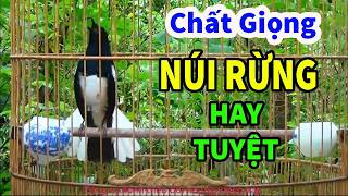 Luyện giọng choè than, choè than hót giọng rừng đảo giọng luyến láy hiệu quả nhất  Căng Lửa