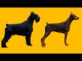 Why i chose a giant schnauzer over another doberman