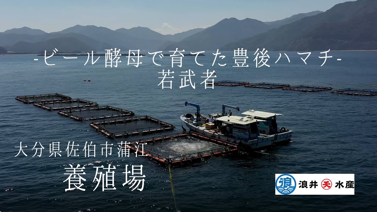 浪井丸天水産 ビール酵母で育てた豊後ハマチ 若武者 養殖場 Youtube