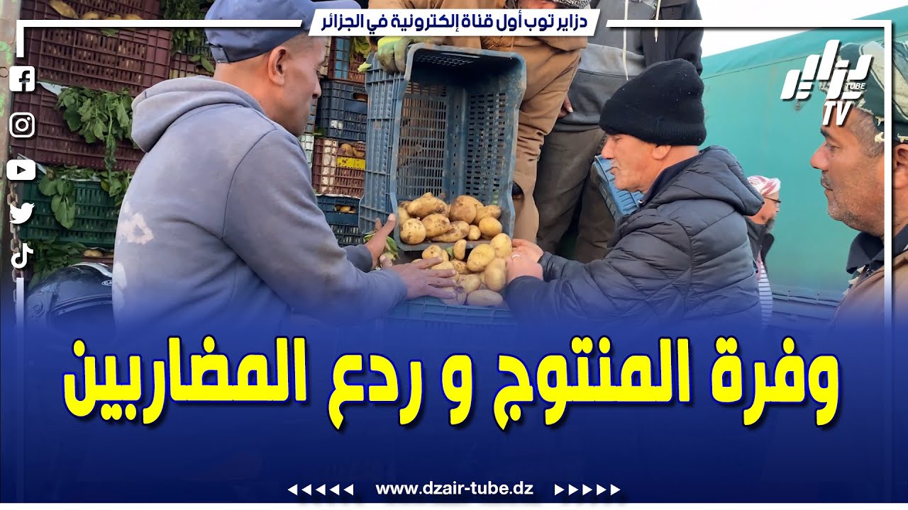 #شاهد .. استقرار أسعار البطاطا بأسواق مستغانم .. #وفرة في المنتوج و #ردع للمضاربين