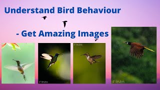 Understanding Bird Behaviour - Get Amazing Images screenshot 2