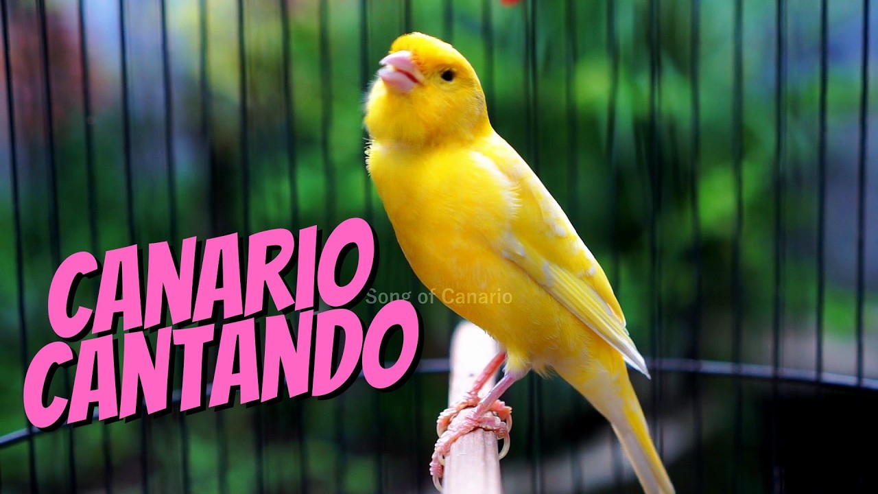 Canário Cantando Muito, 1/3 Hora de Canto para Estimular seu Pássaroe Foco em Relaxamento e Natureza