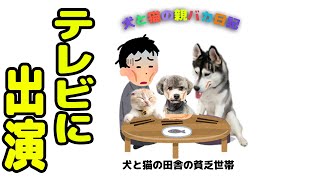 子猫とハスキー犬達が俳優に転職することになりました...笑