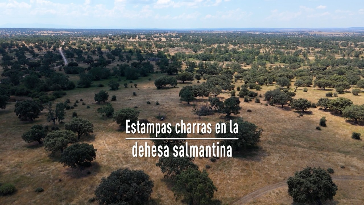 T13/E43: Estampas charras en la dehesa salmantina