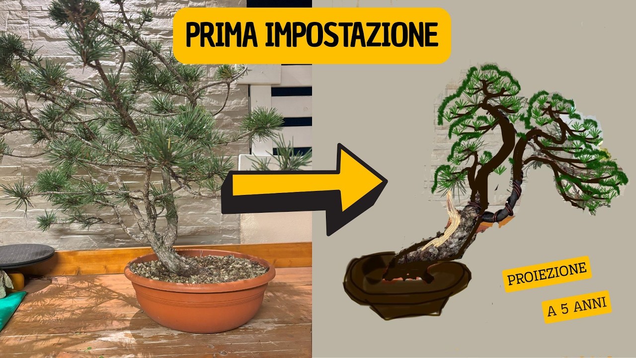 COME COSTRUIRE UN BONSAI