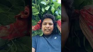 Silk Farming Business | रेशीम शेतीचा पूर्ण मार्गदर्शक #minivlog #ytshorts