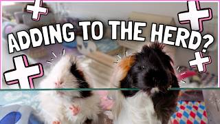 Piggie Updates, Playtime and The Big Herd Question! 🤯