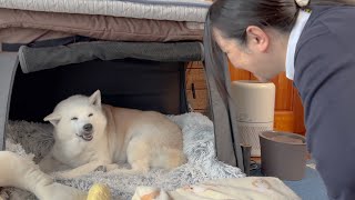 大好きな母がいつもより早く帰ってきて、大喜びの可愛い柴犬