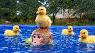 Monkey Bibi Has So Much Fun Playing with Ducks in the New Pool!