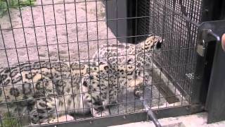 元気に動き回るユキヒョウの赤ちゃん~Snow Leopard's Baby is playing