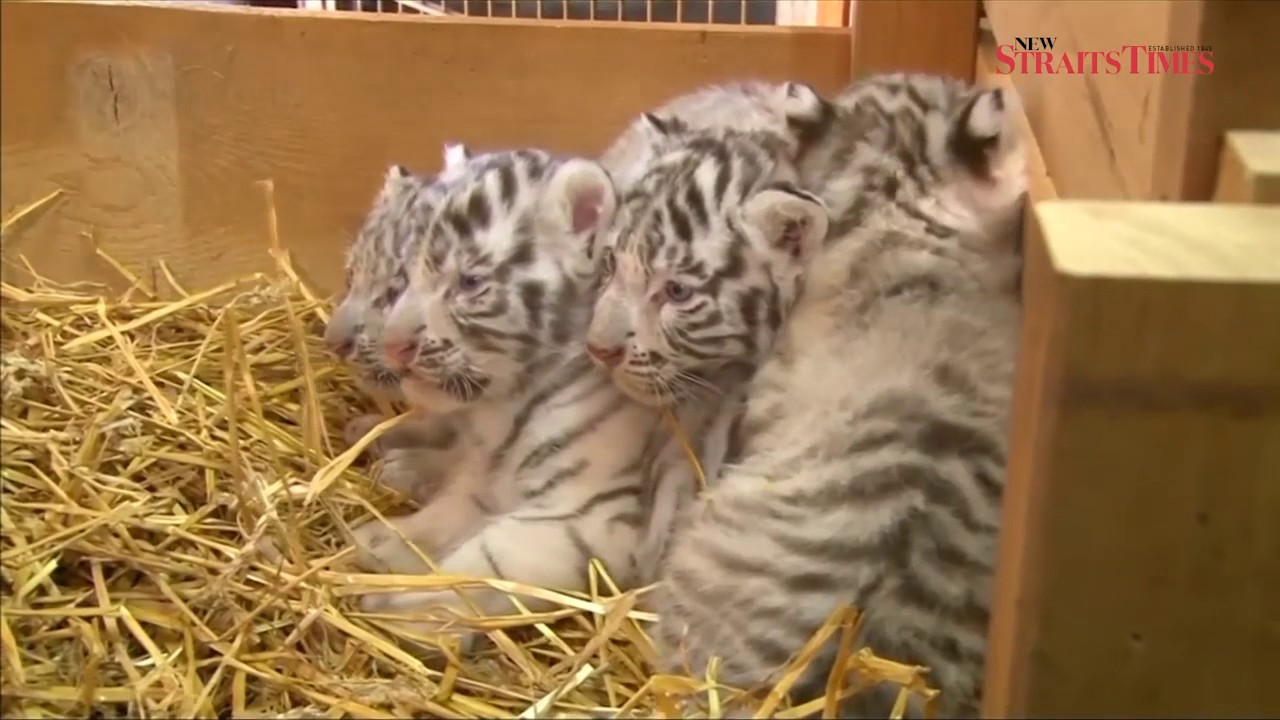 White Bengal tiger cubs unveiled at White Zoo in Austria, The Independent,  bengal tiger 