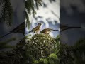 #DreamScreenAI #birds #birdsong #birdsounds #animals #nature #naturesvoice #wildlife