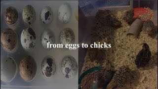 from day 1 to day 30 the quail experience