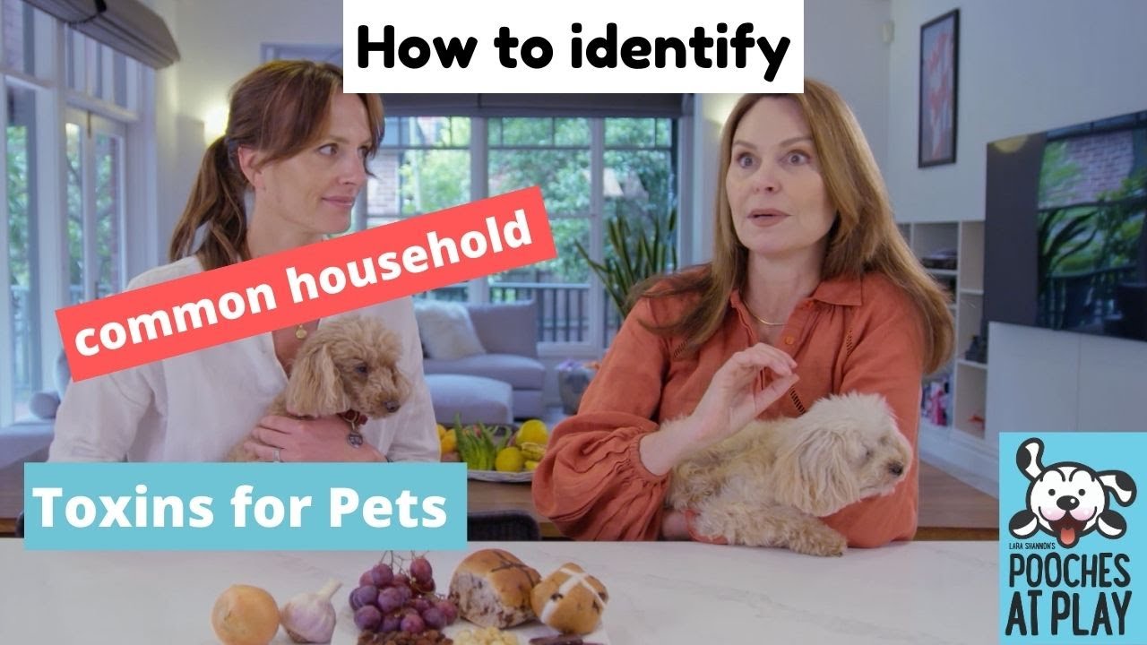 How to identify and treat household toxins that affect pets