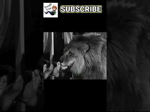 The Three Stooges - Lion loves to lick and tickles the feet