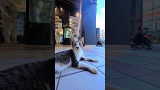 Malaysia walking, playing with cat #malaysia #cat