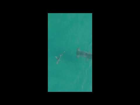 1300lb hammerhead shark eating an 80lb blacktip shark #sharkbait #shark #drone #petthoughts