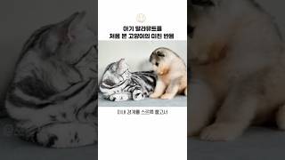 아기 말라뮤트 처음 보고 경계하다가 머리 쓰다듬으며 품어준 고양이 형아 🐱🐶 #포슬포동체 #아기말라뮤트 #고양이