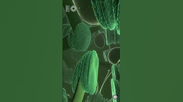 Quantum Superpowers of Plants