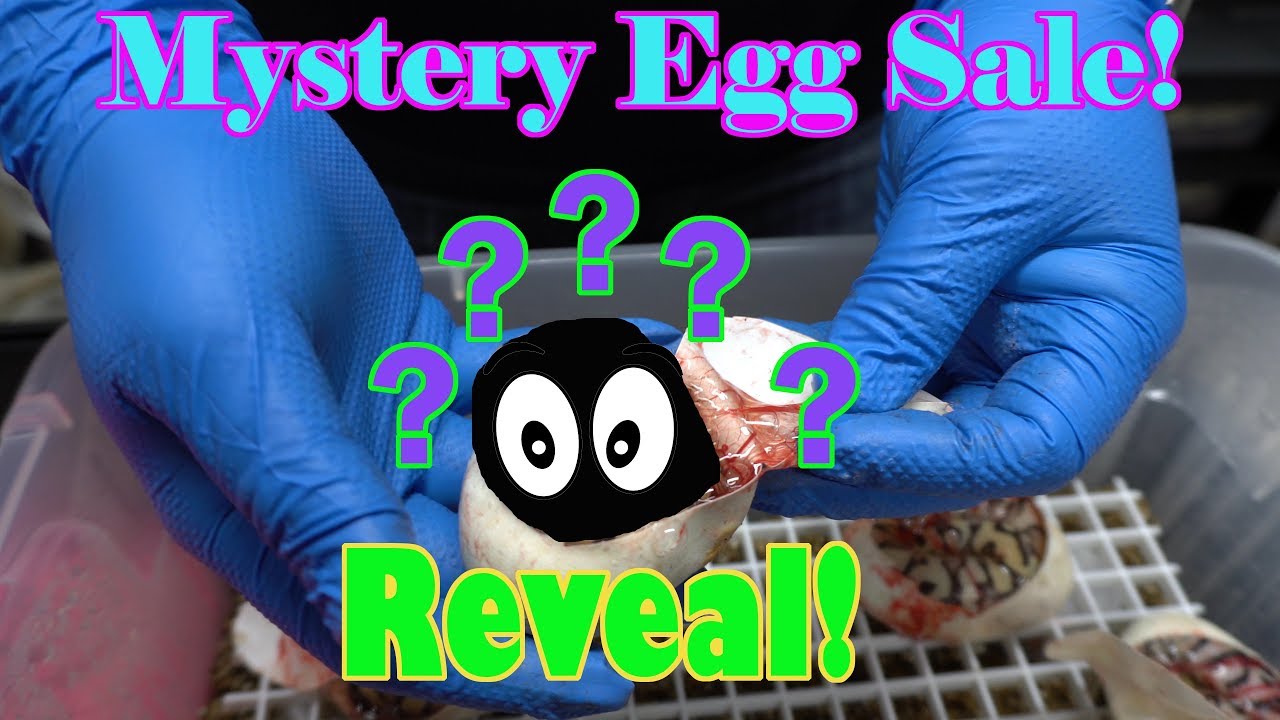 skins exclusivas fortnite Lottery Egg! What Kind Of Ball Python Did He Get?