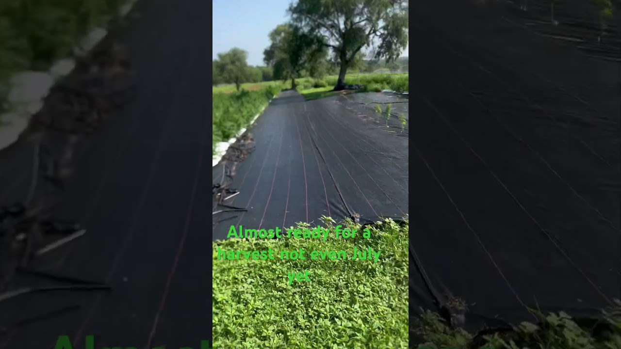 Big outdoor auto flowers