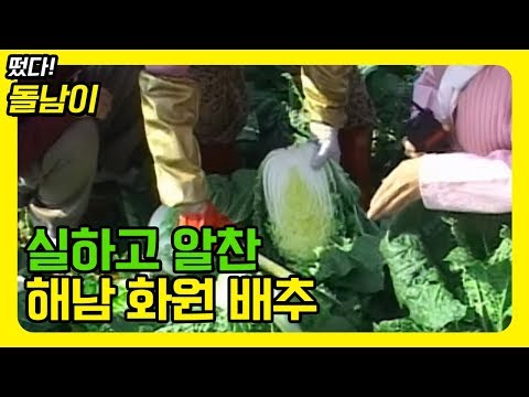 해남 <strong>화원</strong> 배추 [떴다돌남이]