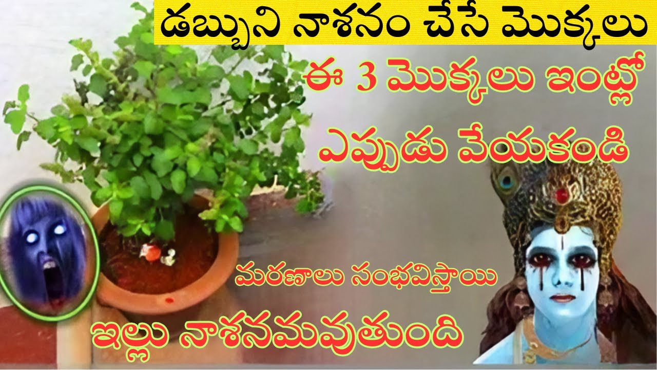 ఈ 3 మొక్కలు ఇంట్లో ఎప్పుడు వేయకండిమరణాలు సంభవిస్తాయిఇల్లు నాశనమవుతుంది