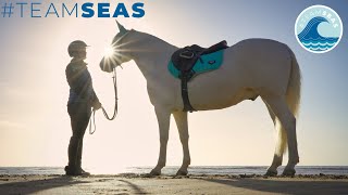 #TeamSeas with my Horse! | MrBeast This Esme