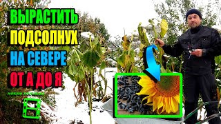 видео: КАК 100% ВЫРАСТИТЬ ПОДСОЛНУХ В СЕВЕРНОМ РЕГИОНЕ? ПОЛНЫЙ ЦИКЛ! ЭКОСАД (ОГОРОД) И ТЕПЛИЦА 22-40 картинка: КАК 100% ВЫРАСТИТЬ ПОДСОЛНУХ В СЕВЕРНОМ РЕГИОНЕ? ПОЛНЫЙ ЦИКЛ! ЭКОСАД (ОГОРОД) И ТЕПЛИЦА 22-40
