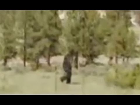 Sasquatch/Bigfoot Caught on Camera August 2017 (Bigfoot Proof/Evidence)