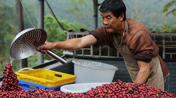 How AI-Powered Color Sorting is Changing the Coffee Industry! ☕#colorsorter #jiacui #machine