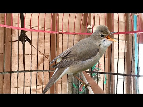 SIKATAN LONDO speed mantul