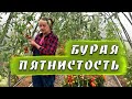 Бурая пятнистость ( кладоспориоз) томатов. Лечение и профилактика.