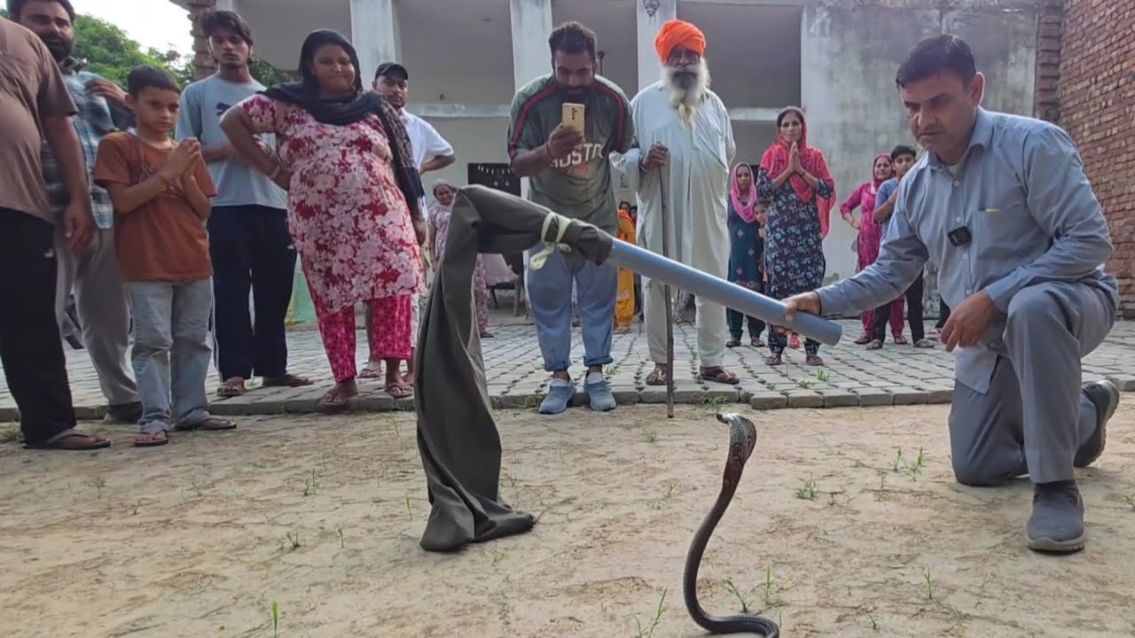 बिना पूंछ वाला कोबरा मिला/स्नेकमैन सतीश (फफडाना)-9255130130