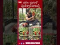 ఎన్టీఆర్ పెంపుడు పక్షులకు జపనీస్ పేర్లు..@wavesmediatelugu #trending #viralvedio