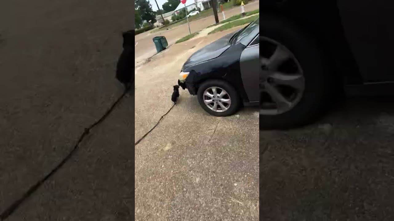 He Wasn T Ready For The Chase 