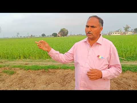 प्राकृतिक कृषि मे ग्रीष्मकालीन सब्जियो की कास्त कैसे करे(SPNF) #spnf #dear Kisan#natural #farming