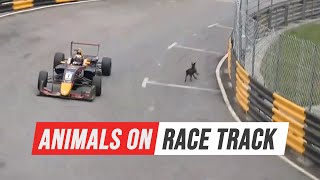 Animals On Race Track