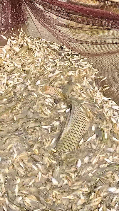 Download lagu Best Dry Season Village Fishing Video Using Net #fishing #fish #bigfish #catfish